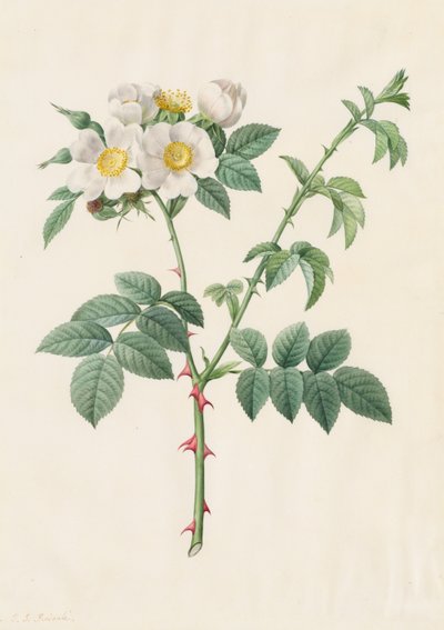 Brier Bush Gülü veya Köpek Gülü (Rosa Leucantha) by Henry Joseph Redouté