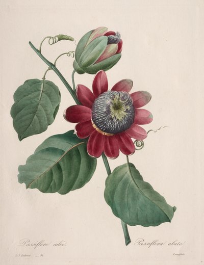En güzel çiçeklerin seçimi...en güzel meyveler: Passiflore ailee by Henry Joseph Redouté