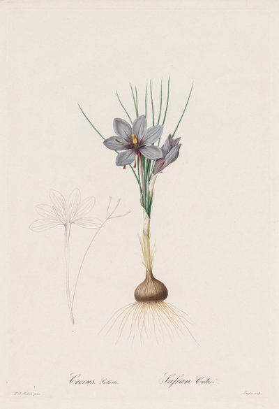 Liliaceae: Çiğdem Sativus by Henry Joseph Redouté
