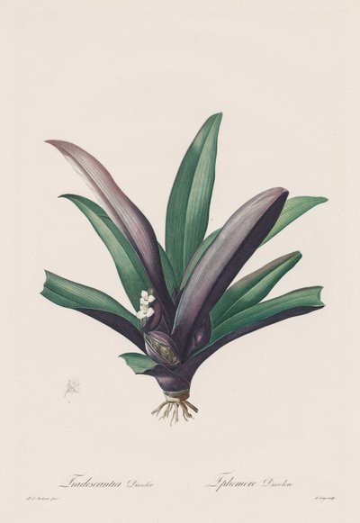 Les Liliacées: Tradescantia renk değişikliği by Henry Joseph Redouté