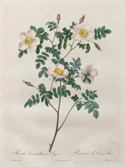 Les Roses: Rosa Candolleana Elegans by Henry Joseph Redouté