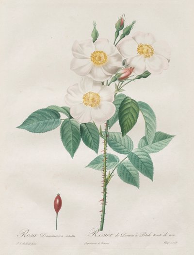 Les Roses: Rosa Damascena, subalba by Henry Joseph Redouté