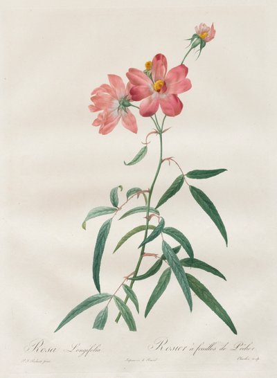 Güller: Rosa Longifolia by Henry Joseph Redouté