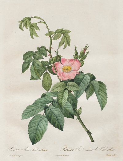 Les Roses: Rosa Villosa Terebenthina by Henry Joseph Redouté