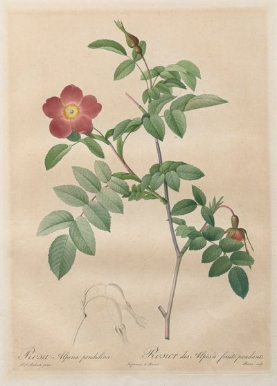Les Roses: Pembe alp sarkaç by Henry Joseph Redouté