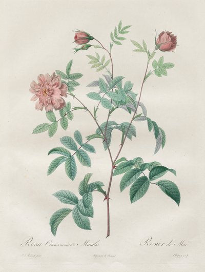 Les Roses: Tarçın pembesi by Henry Joseph Redouté