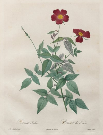 Güller: Rosa indica by Henry Joseph Redouté