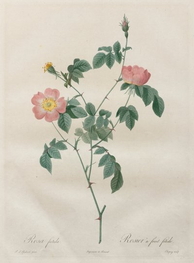 Güller: Rosa indica by Henry Joseph Redouté