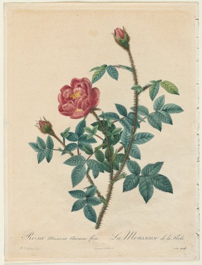 Tüylü saplı gül by Henry Joseph Redouté