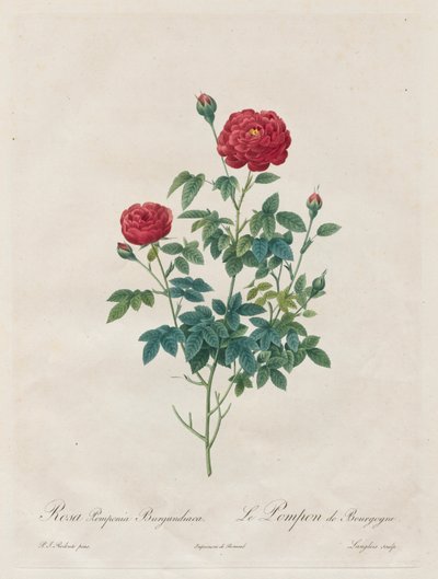 Ponpon Pembe by Henry Joseph Redouté