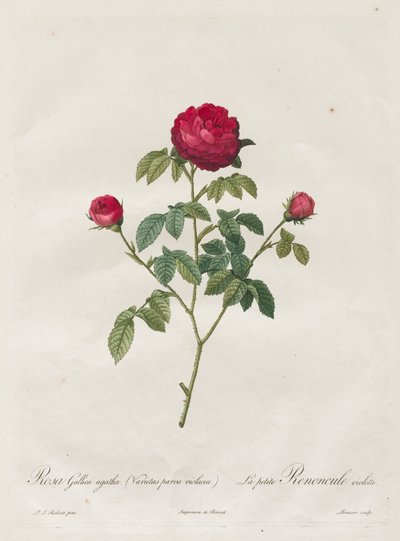 Provence veya Fransız Gülü by Henry Joseph Redouté