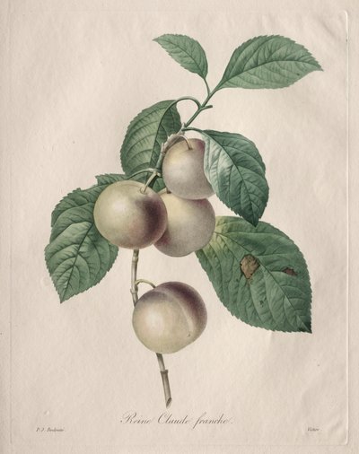 Reine Claude Erik by Henry Joseph Redouté