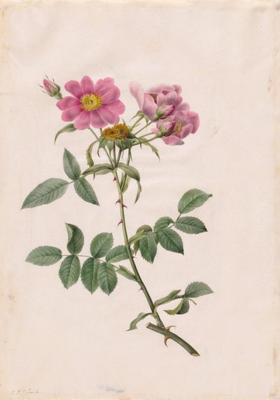 Rosa Monsonian Tepesi by Henry Joseph Redouté