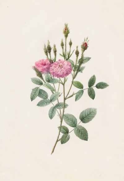 Rosa Pomponiana Muscosa by Henry Joseph Redouté