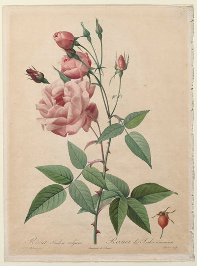 Güller: Çin veya Bengal Gülü by Henry Joseph Redouté