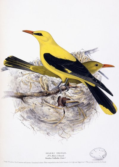 Altın Sarımsak, 1835 by Henry Leonard Meyer
