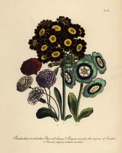 Burnard Formosa, Primula Elatior Polyanthus, Avrupa Fatihi Auricula, Primula Auricula ve Çuha Çiçeği (chromolito) by Henry Noel Humphreys