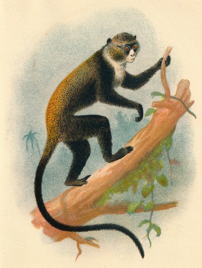 Boutourlinis Gernon, 1897 by Henry Ogg Forbes