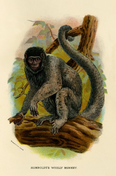 Humboldts Yünlü Maymun, 1896 by Henry Ogg Forbes