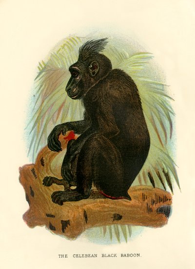 Celebean Kara Babun, 1896 by Henry Ogg Forbes