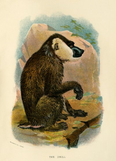 Matkap, 1896 by Henry Ogg Forbes