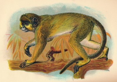 Talapoin, 1897 by Henry Ogg Forbes
