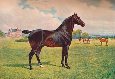 Hackney Pony aygır Berkeley Modeli, c1900 c1910 by Henry Powell Palfrey