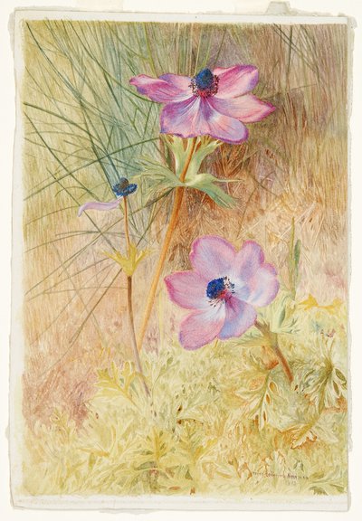 Floransalı Vahşi Anemonlar by Henry Roderick Newman