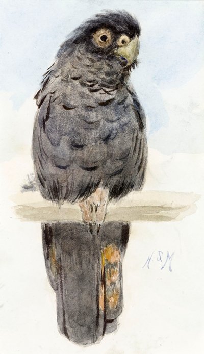 Bir Kara Kakadu, c.1890 by Henry Stacey Marks
