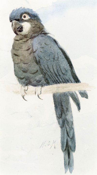 Sümbül Amerika Papağanı, c.1890 by Henry Stacey Marks