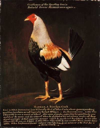 Deli, Birchen Horozu (tuval üzerine yağlı boya) by Henry Thomas Alken