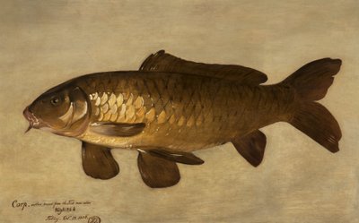 sazan, 1806 by Henry Thomson