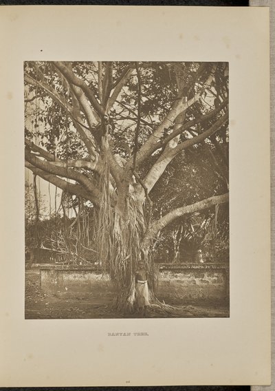 Genç Aërial Saplı Banyan Ağacı by Henry W. Cave