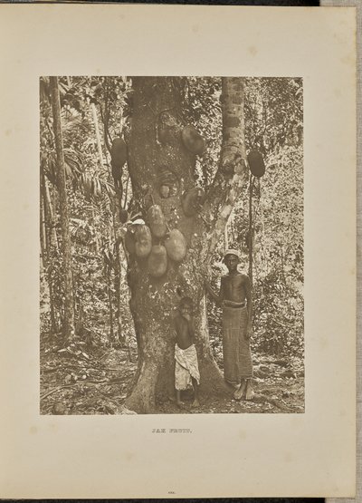 Jak Meyve by Henry W. Cave