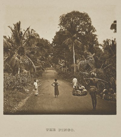 Pingo by Henry W. Cave