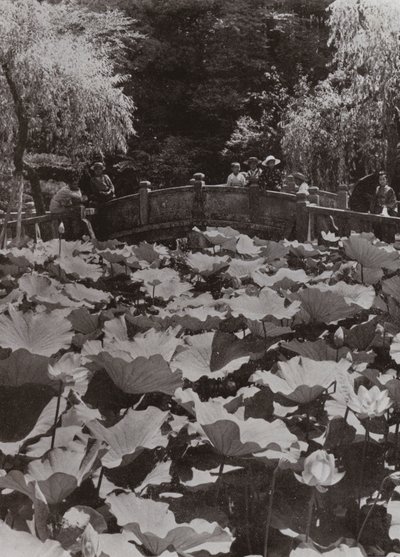 Lotus Göleti (s/b fotoğraf) by Herbert Ponting