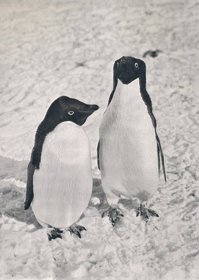 Bir Çift Adélie Penguen, c1911, 1913 by Herbert Ponting