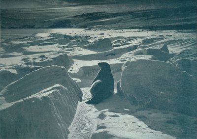 Sahilde Bir Weddell Mührü, c1911, 1913 by Herbert Ponting