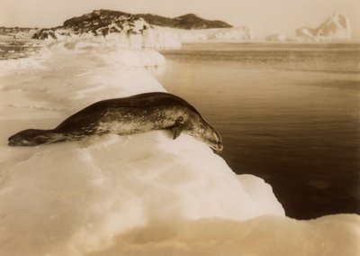 West Beach, Cape Evans, Antarktika