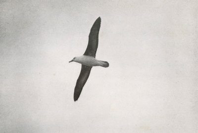 Yükselen Albatros, c19101913, 1913 by Herbert Ponting