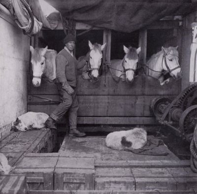 Kaptan Oates, midillileri ve köpekleri ile denizde (s/b fotoğraf) by Herbert Ponting