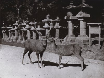 Geyik, Nara