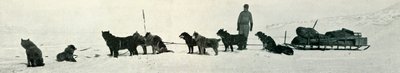 Kulübe Noktasından Ayrılmak Üzere Dükkânları Olan Köpekler, c1911, 1913 by Herbert Ponting