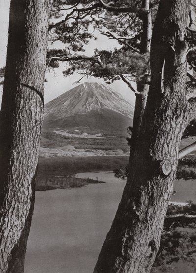 Fuji ve Çam Ağaçları (s/b fotoğraf) by Herbert Ponting