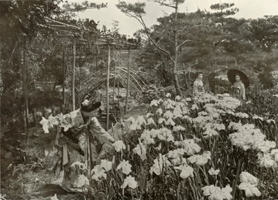 Bir İris Bahçesinde, 1910. by Herbert Ponting