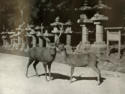 Canım! Nara