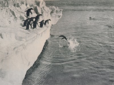 Penguenler Dalışı, c1911, 1913 by Herbert Ponting