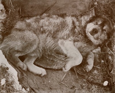 Stareek Temaruz, c19101913, 1913 by Herbert Ponting