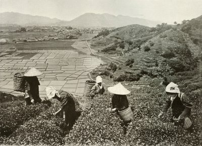 Tepelerde Çay ve Ovalarda Pirinç, 1910. by Herbert Ponting