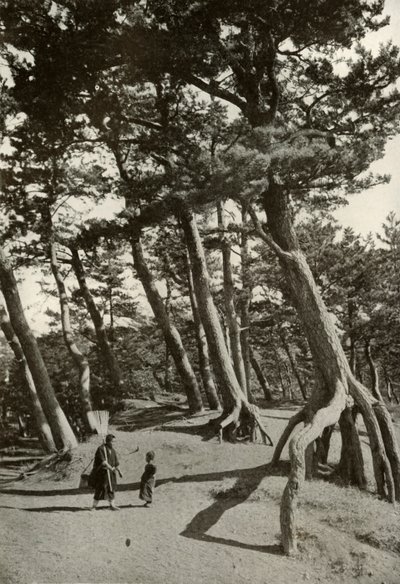 Shizu-Ura'nın Çamları, 1910. by Herbert Ponting
